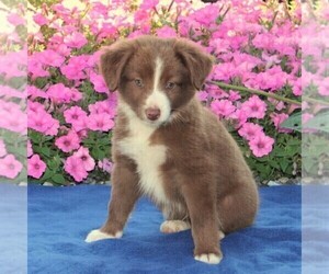 Miniature Australian Shepherd Puppy for sale in STRASBURG, PA, USA