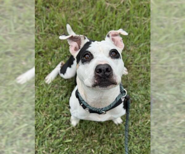Medium Photo #2 American Staffordshire Terrier Puppy For Sale in Fort Lauderdale, FL, USA