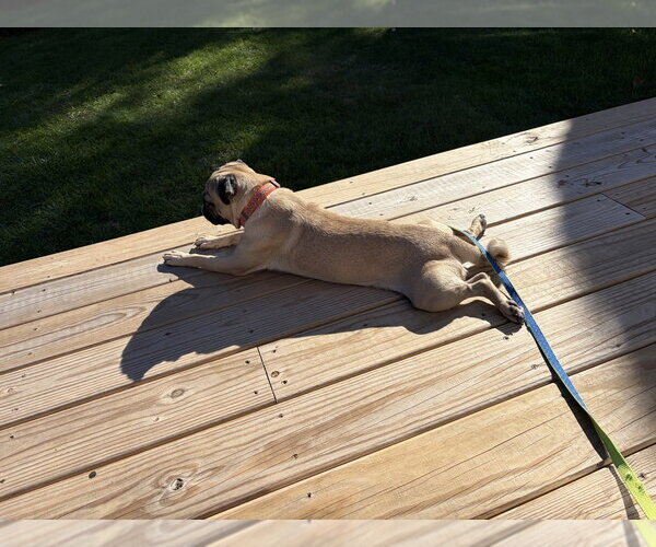 Medium Photo #4 Pug Puppy For Sale in Oak Bluffs, MA, USA