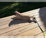 Small Photo #4 Pug Puppy For Sale in Oak Bluffs, MA, USA