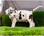 Small #17 Great Dane