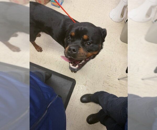 Medium Photo #1 Rottweiler Puppy For Sale in Stockton, CA, USA
