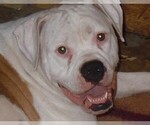 Small Photo #1 American Bulldog Puppy For Sale in OPELIKA, AL, USA