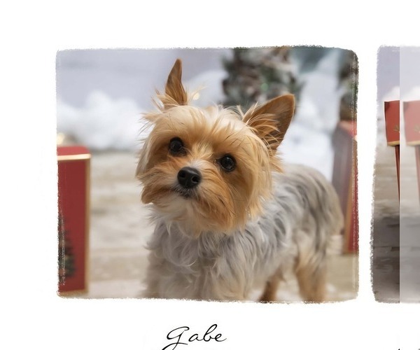 Medium Photo #1 Yorkshire Terrier Puppy For Sale in MADISON, WI, USA