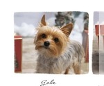 Small Photo #1 Yorkshire Terrier Puppy For Sale in MADISON, WI, USA