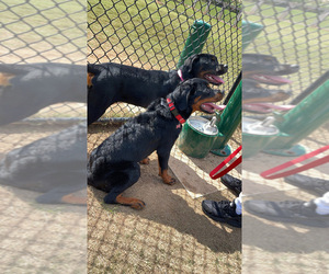 Rottweiler Puppy for sale in JONESBORO, GA, USA
