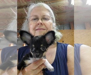 Chihuahua Puppy for sale in ELM CITY, NC, USA