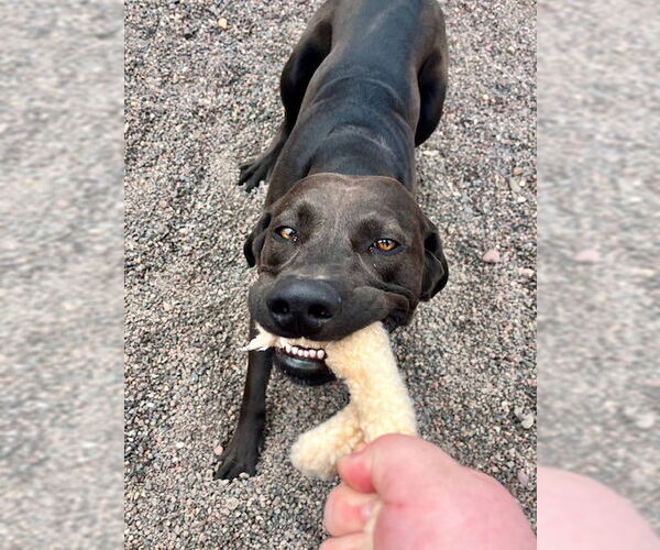 Medium Photo #3 Labrador Retriever-Unknown Mix Puppy For Sale in Webster, WI, USA
