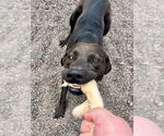 Small #2 Labrador Retriever Mix