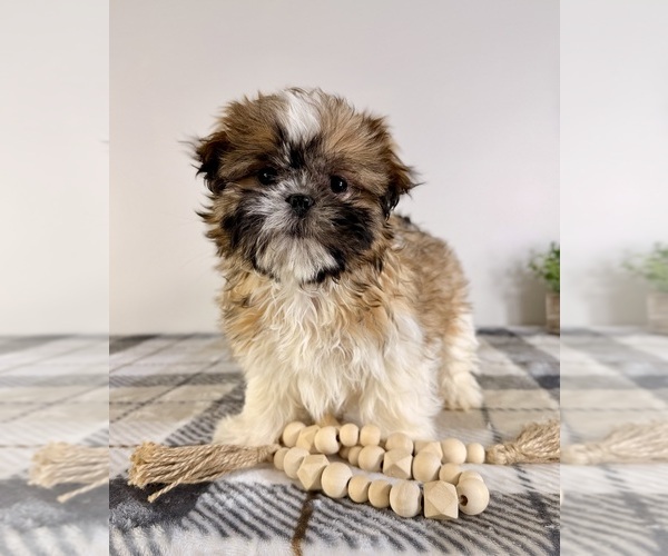 Medium Photo #4 Shih Tzu Puppy For Sale in GREENFIELD, IN, USA