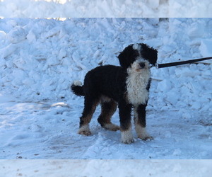 Father of the Miniature Bernedoodle puppies born on 09/24/2022