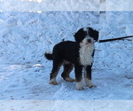 Small Photo #1 Miniature Bernedoodle Puppy For Sale in STANLEY, WI, USA