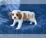 Small #3 Cavalier King Charles Spaniel