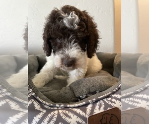 Poodle (Standard) Puppy for sale in VISALIA, CA, USA