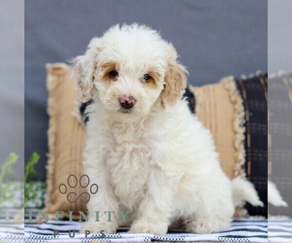 Medium Photo #1 Goldendoodle (Miniature) Puppy For Sale in LITITZ, PA, USA
