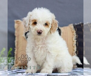 Goldendoodle (Miniature) Puppy for sale in LITITZ, PA, USA