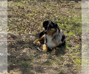 Mother of the Australian Shepherd puppies born on 07/04/2026