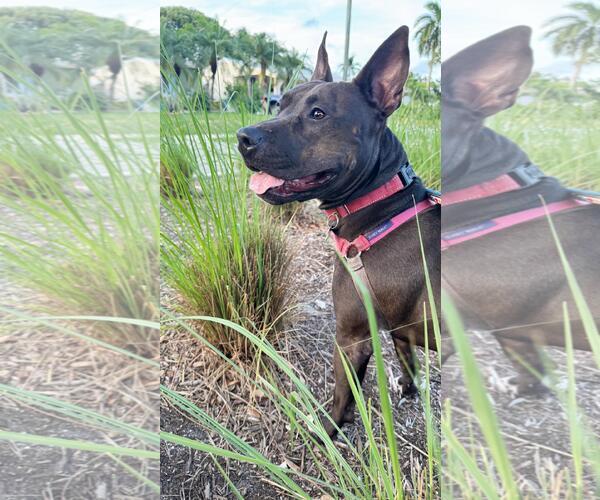 Medium Photo #14 Mutt Puppy For Sale in Pompano Beach , FL, USA