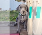 Small Photo #27 Great Dane Puppy For Sale in OGDEN, UT, USA