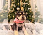 Small #1 Siberian Husky Mix