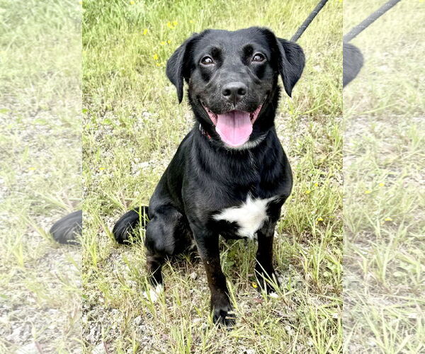 Medium Photo #1 Labrador Retriever-Unknown Mix Puppy For Sale in Pittsburgh, PA, USA