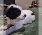 Small #1 Border Collie Mix
