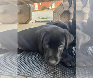 Labrador Retriever Puppy for sale in FINCASTLE, VA, USA
