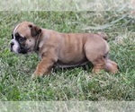 Small Photo #6 Bulldog Puppy For Sale in MARSHFIELD, MO, USA