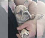 Puppy Puppy 1 French Bulldog