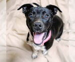 Small Labrador Retriever Mix