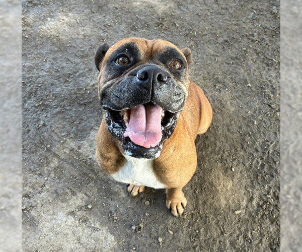 Medium Photo #1 Boxer-Unknown Mix Puppy For Sale in Riverside, CA, USA
