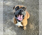 Small Boxer Mix
