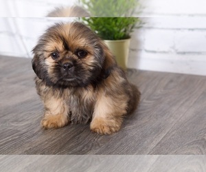 Shih Tzu Puppy for sale in RED LION, PA, USA