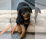 Small Photo #10 Rottweiler Puppy For Sale in Hillsboro, NH, USA