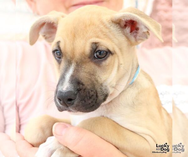Medium Photo #6 Mutt Puppy For Sale in Washington, DC, USA