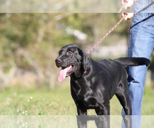 Mother of the Labrador Retriever puppies born on 08/24/2024