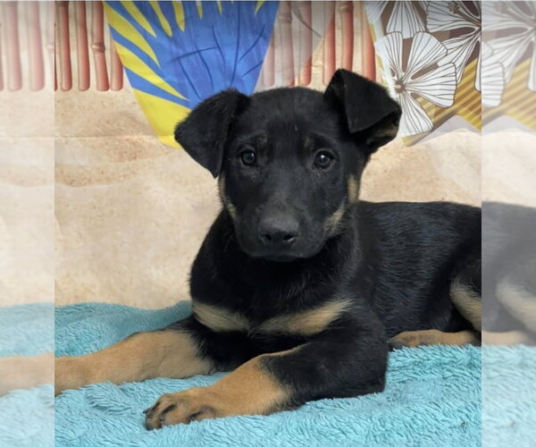 Medium Photo #1 German Shepherd Dog-Unknown Mix Puppy For Sale in Lakewood, CO, USA