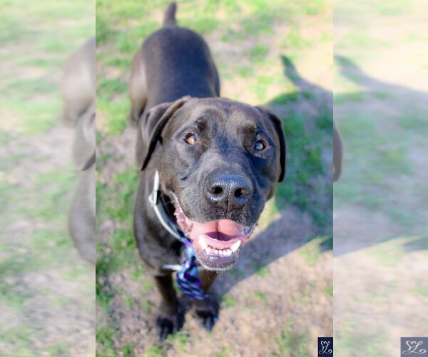 Medium Photo #7 Labrador Retriever-Unknown Mix Puppy For Sale in Lockport, NY, USA