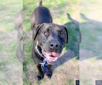 Small #6 Labrador Retriever Mix