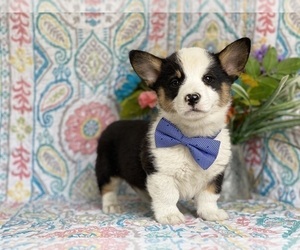 Pembroke Welsh Corgi Puppy for sale in LANCASTER, PA, USA