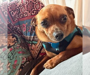 Chihuahua-Unknown Mix Dogs for adoption in San Francisco, CA, USA