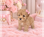 Poodles - Female Poodle (Miniature) Puppy for Sale - Photo #18