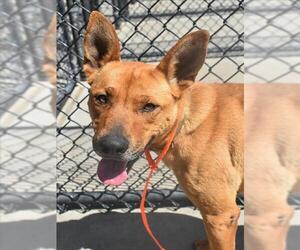 German Shepherd Dog-Unknown Mix Dogs for adoption in Tulsa, OK, USA