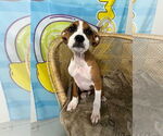 Small #5 Boxer-Greater Swiss Mountain Dog Mix