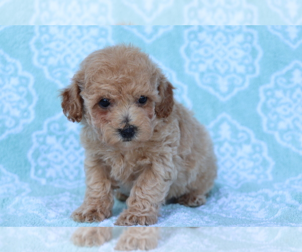 Medium Photo #2 Bichpoo Puppy For Sale in SHILOH, OH, USA