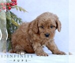 Small #4 Goldendoodle (Miniature)