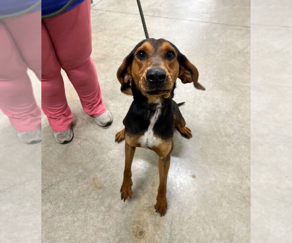 Medium Photo #3 Mutt Puppy For Sale in Pierceton , IN, USA