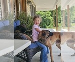 Small Photo #5 Belgian Malinois Puppy For Sale in BATESVILLE, IN, USA