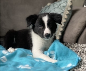 Border Collie Puppy for sale in LOUISVILLE, KY, USA