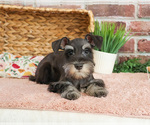 Small #5 Schnauzer (Miniature)